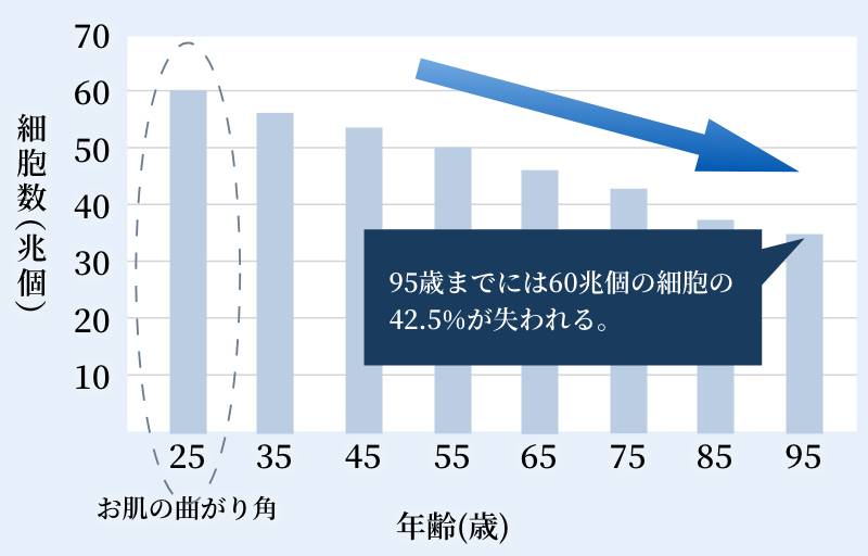 95歳までには60兆個の細胞の42.5%が失われる。