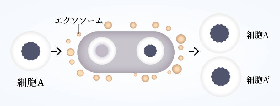 エクソソームによってコピーに元の情報が運び込まれる様子